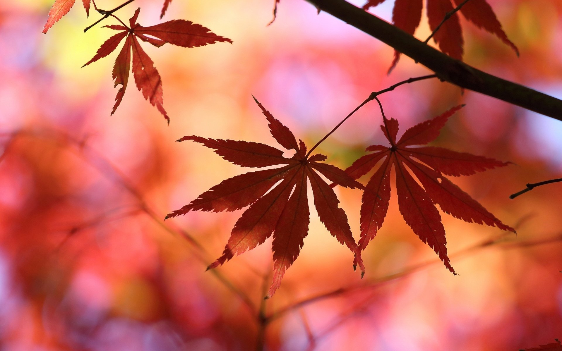 macro foglie foglioline foglie rosso albero alberi sfocatura sfondo carta da parati widescreen schermo intero widescreen