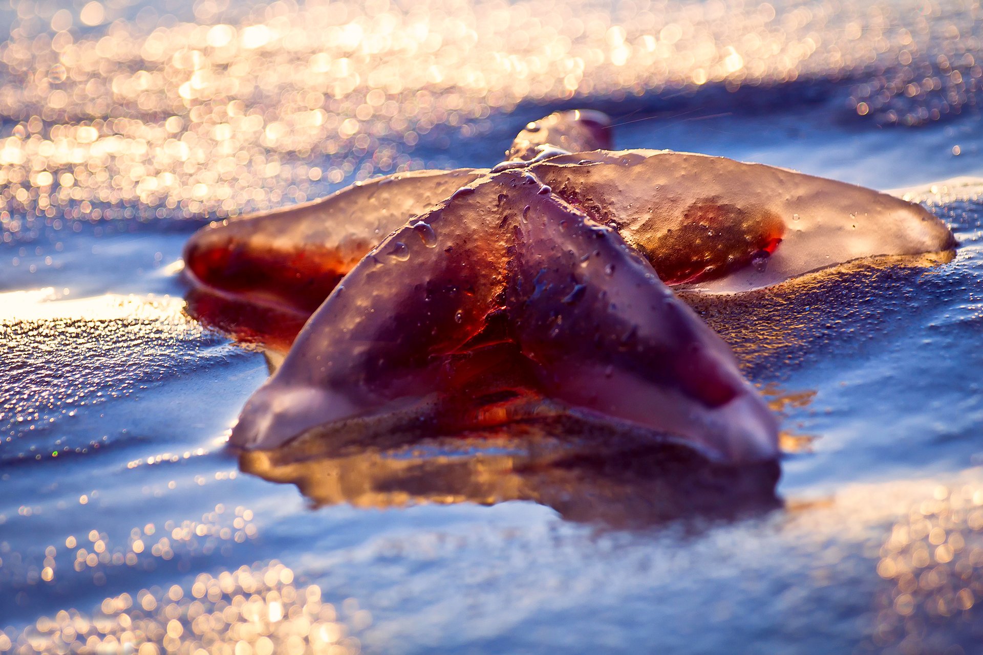 close up wet beach sea starfish light bokeh