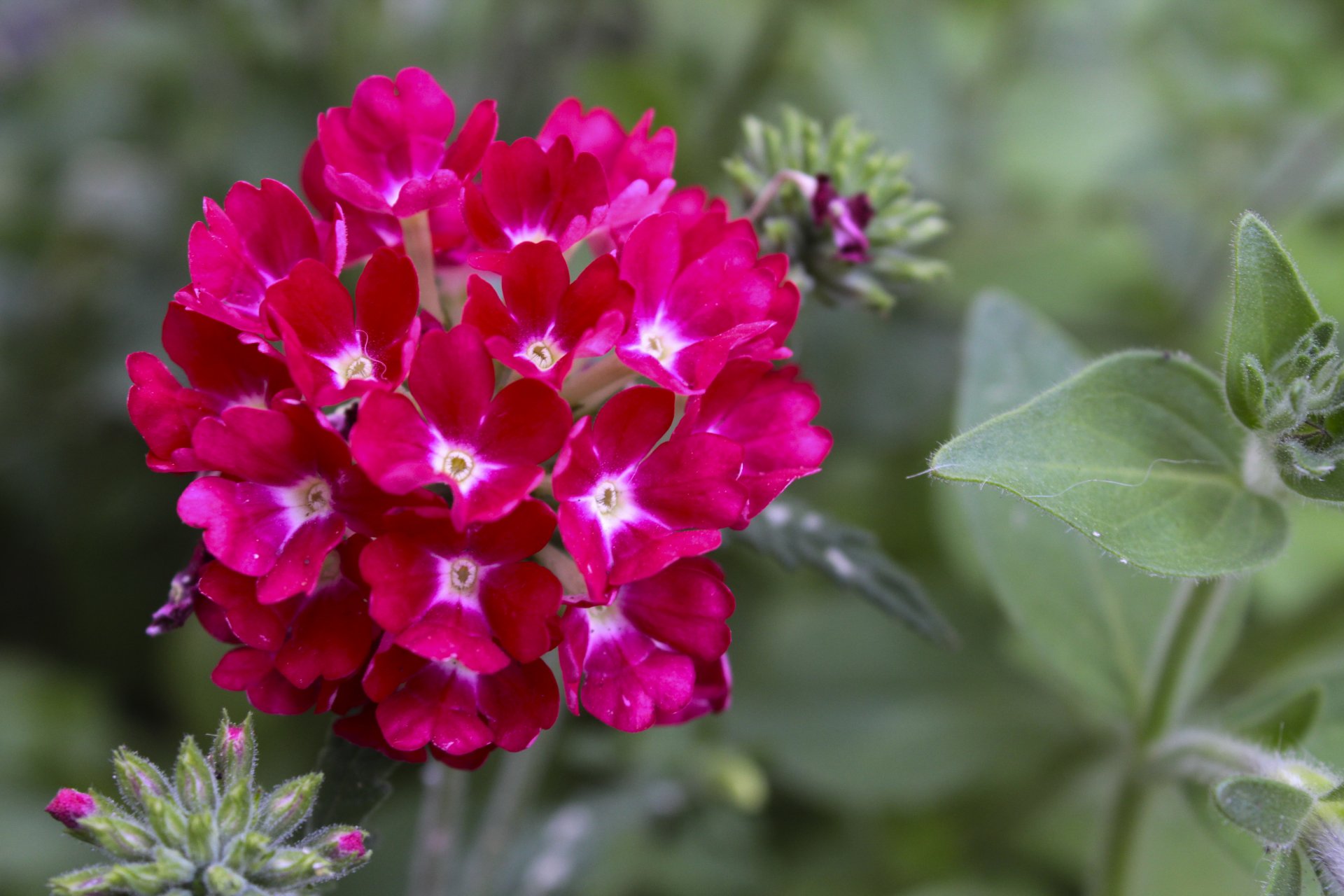 gros plan fleurs photo