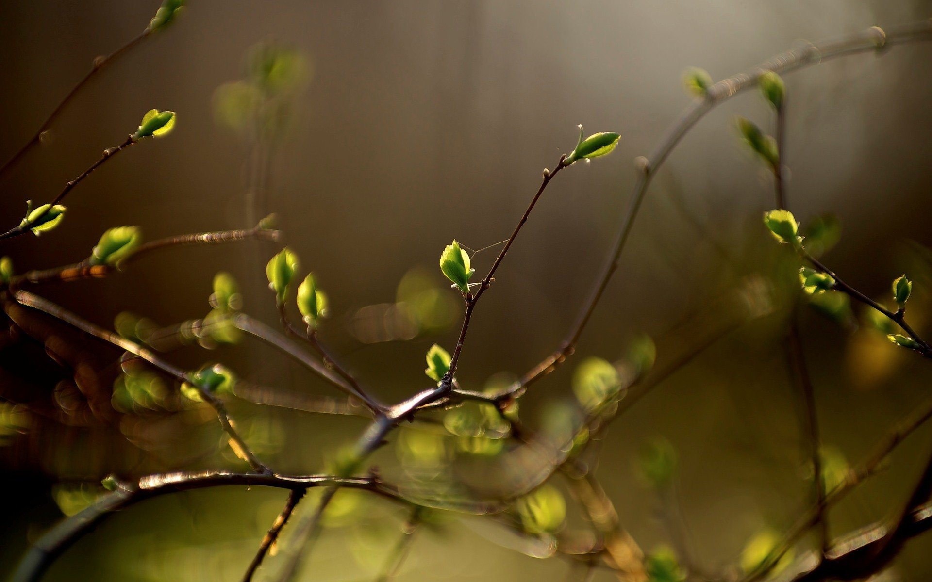 macro végétation plante feuille foliole feuilles folioles branches flou bokeh laisser arrière-plan joliment papier peint grand écran plein écran écran large