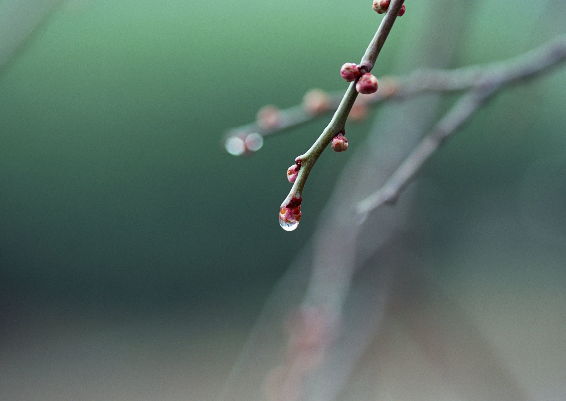 branche bourgeons goutte printemps