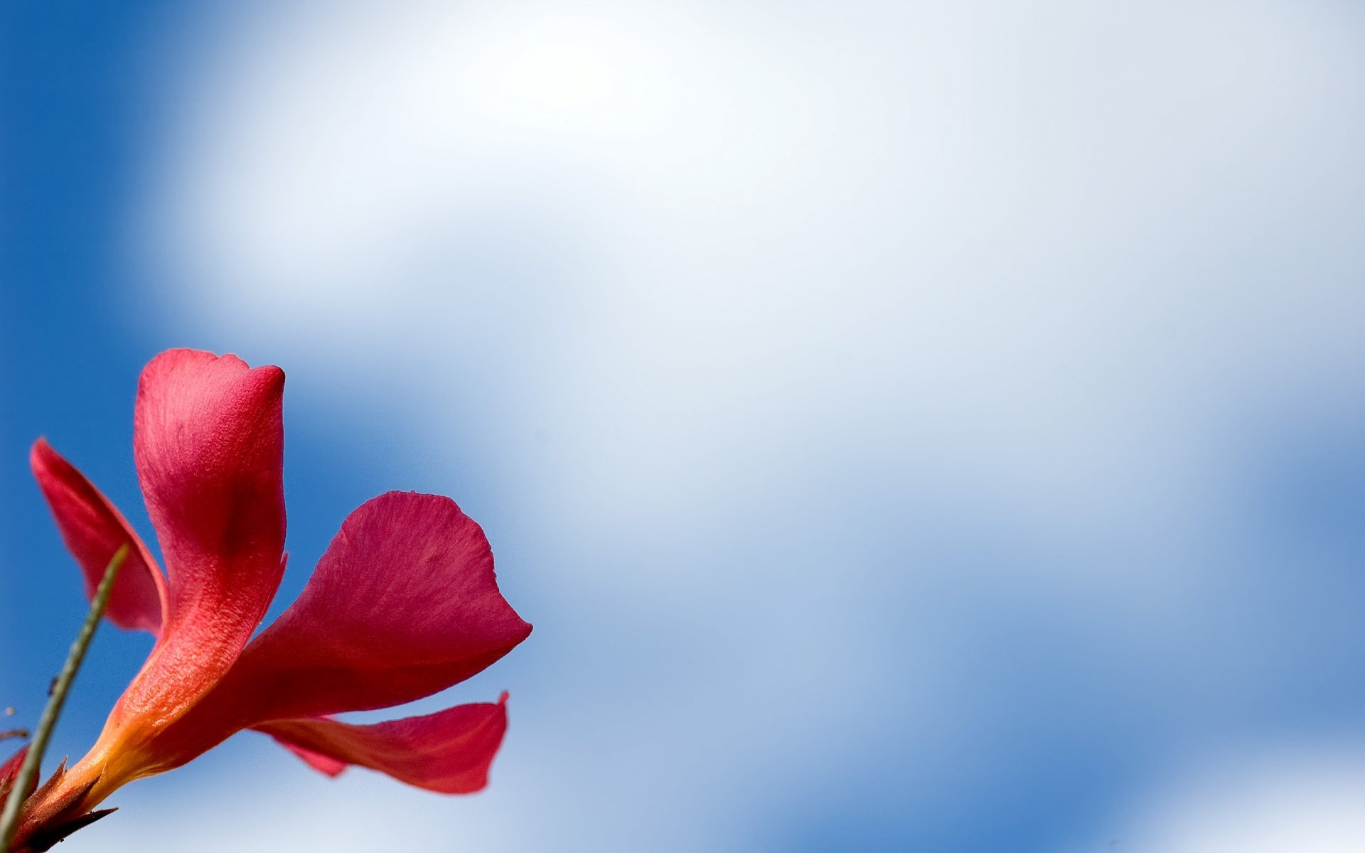 makro blume rot blütenblätter makro rot hintergrund tapete widescreen vollbild widescreen widescreen