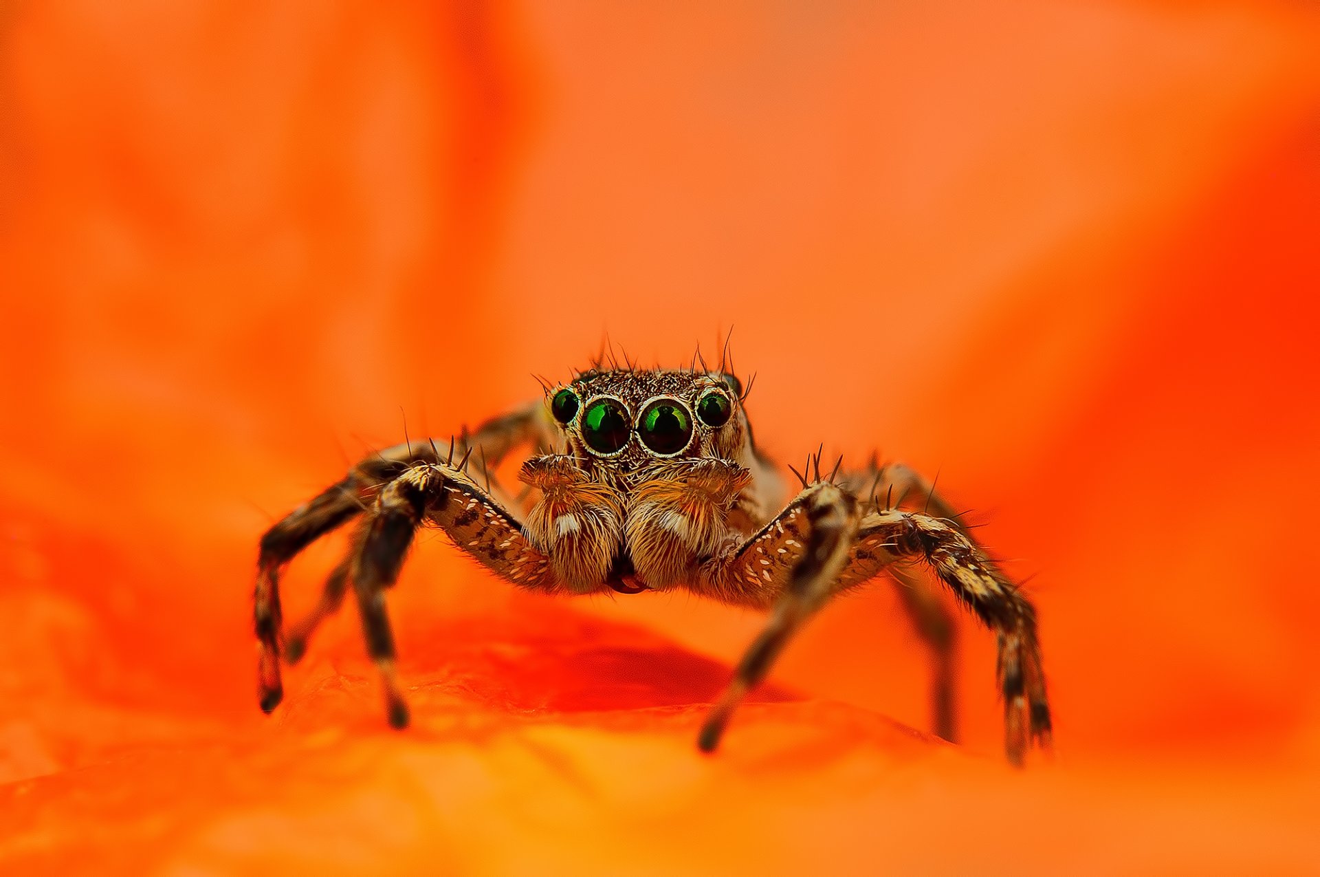 spinne jumper springer orange hintergrund