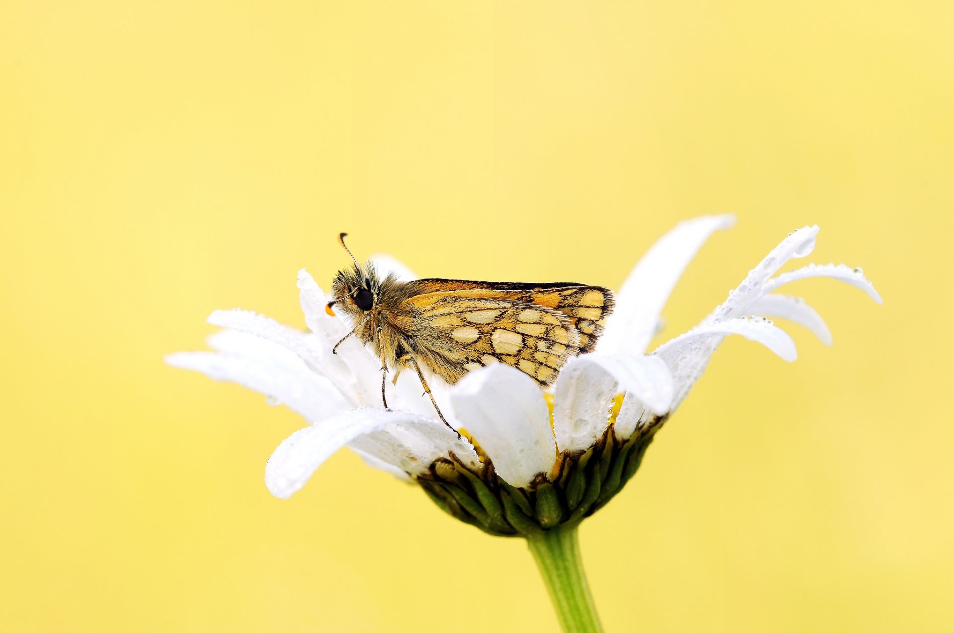 fleur marguerite blanc rosée papillon fond