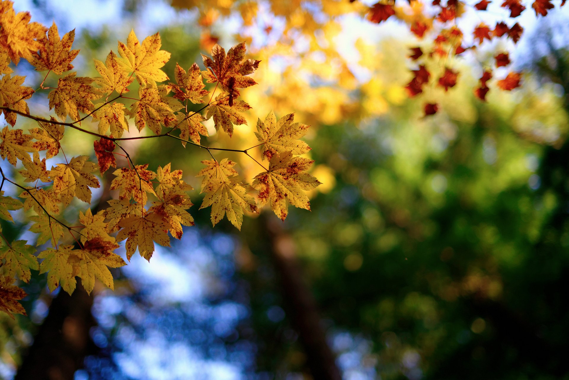 macro natura rami fogliame autunno