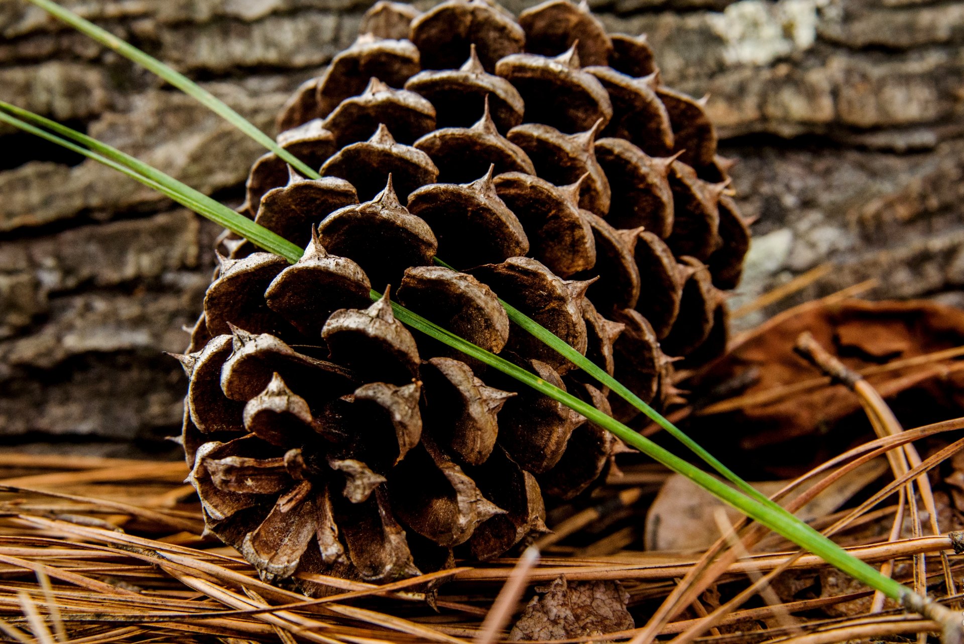 protuberancia hierba tallos borrosidad