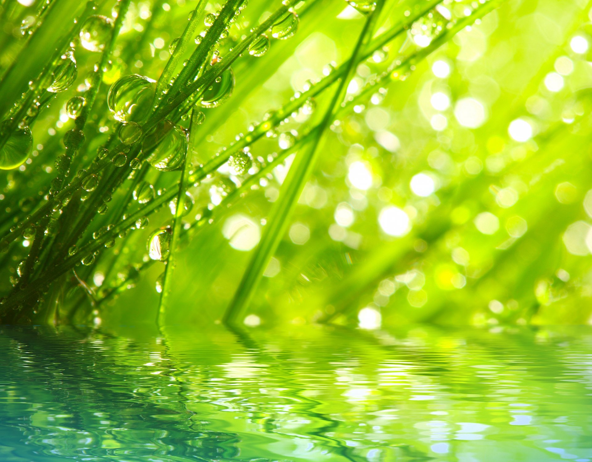 nature close up morning grass rosa drops water rays macro the grass the dew drop