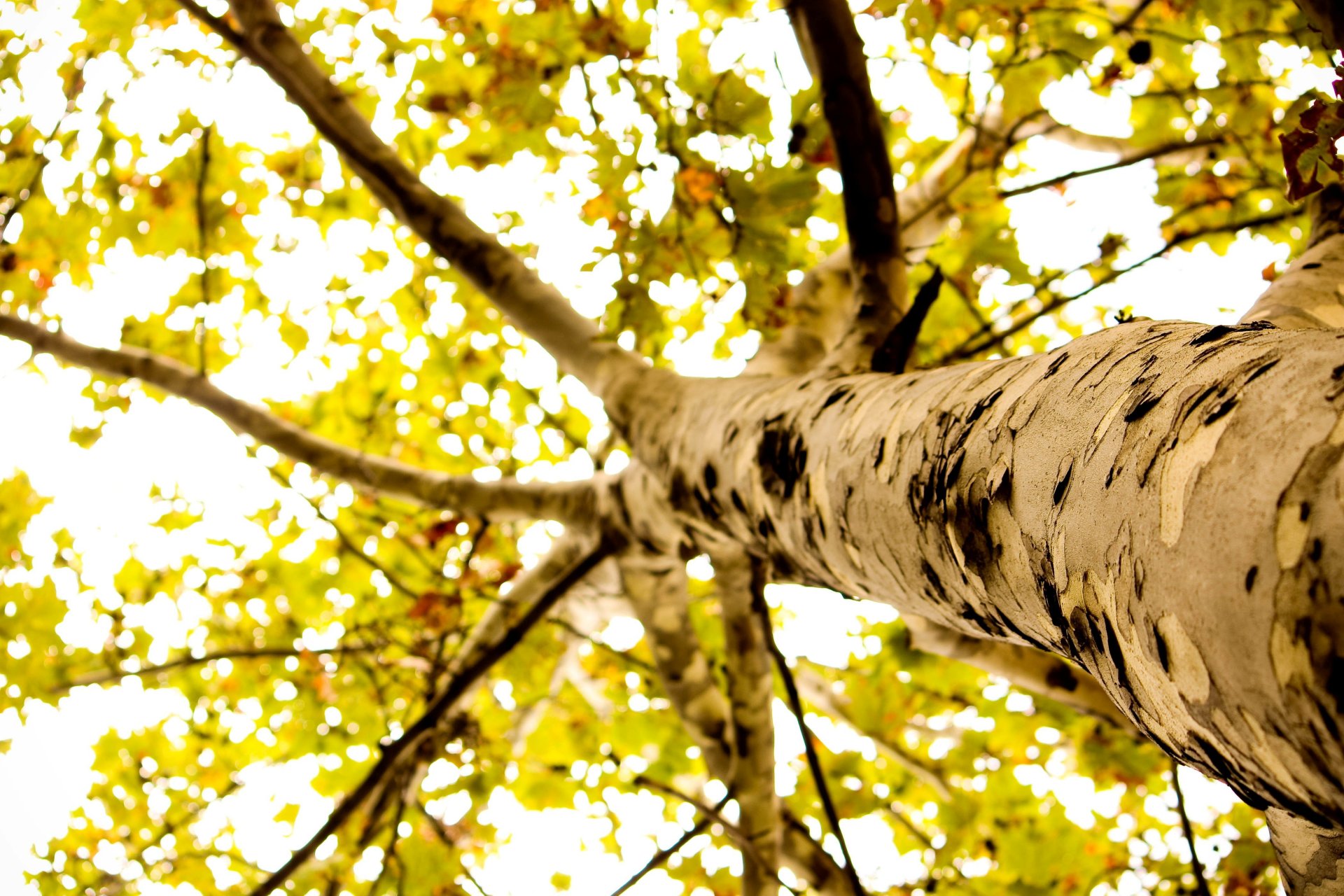 macro árbol corteza hojas follaje hojas macro fondo papel pintado pantalla ancha pantalla completa pantalla ancha pantalla ancha