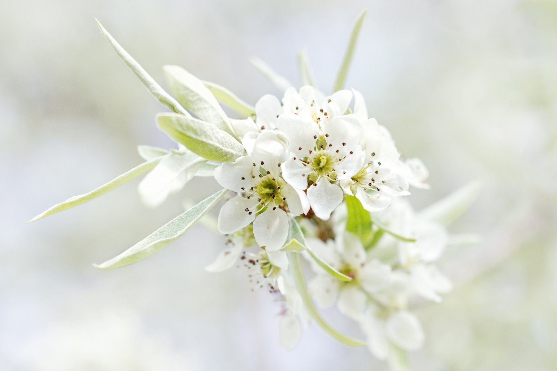 bloom tree branch flower white leaves petals nature spring close up