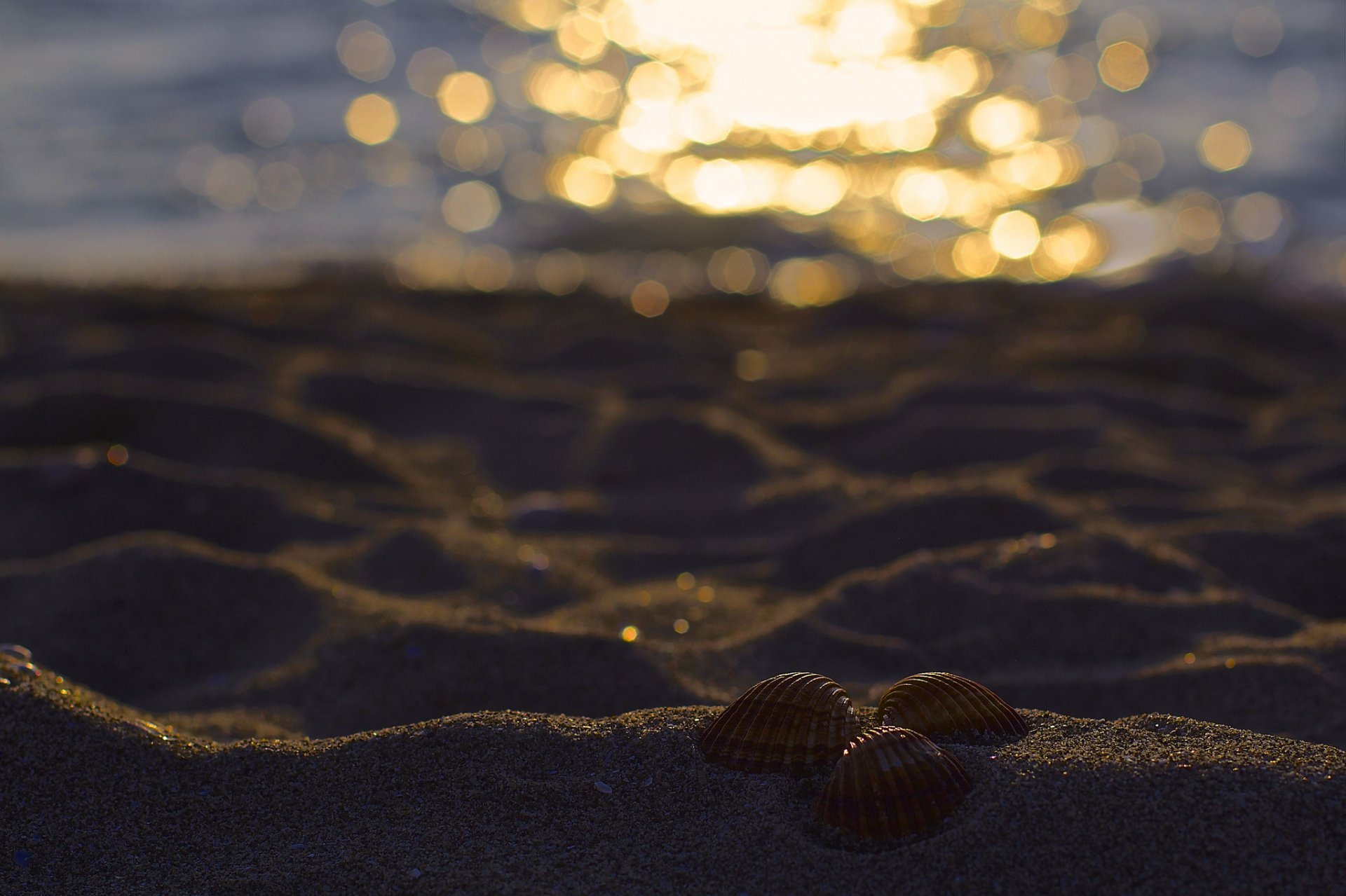 beach sand shells three reflections bokeh