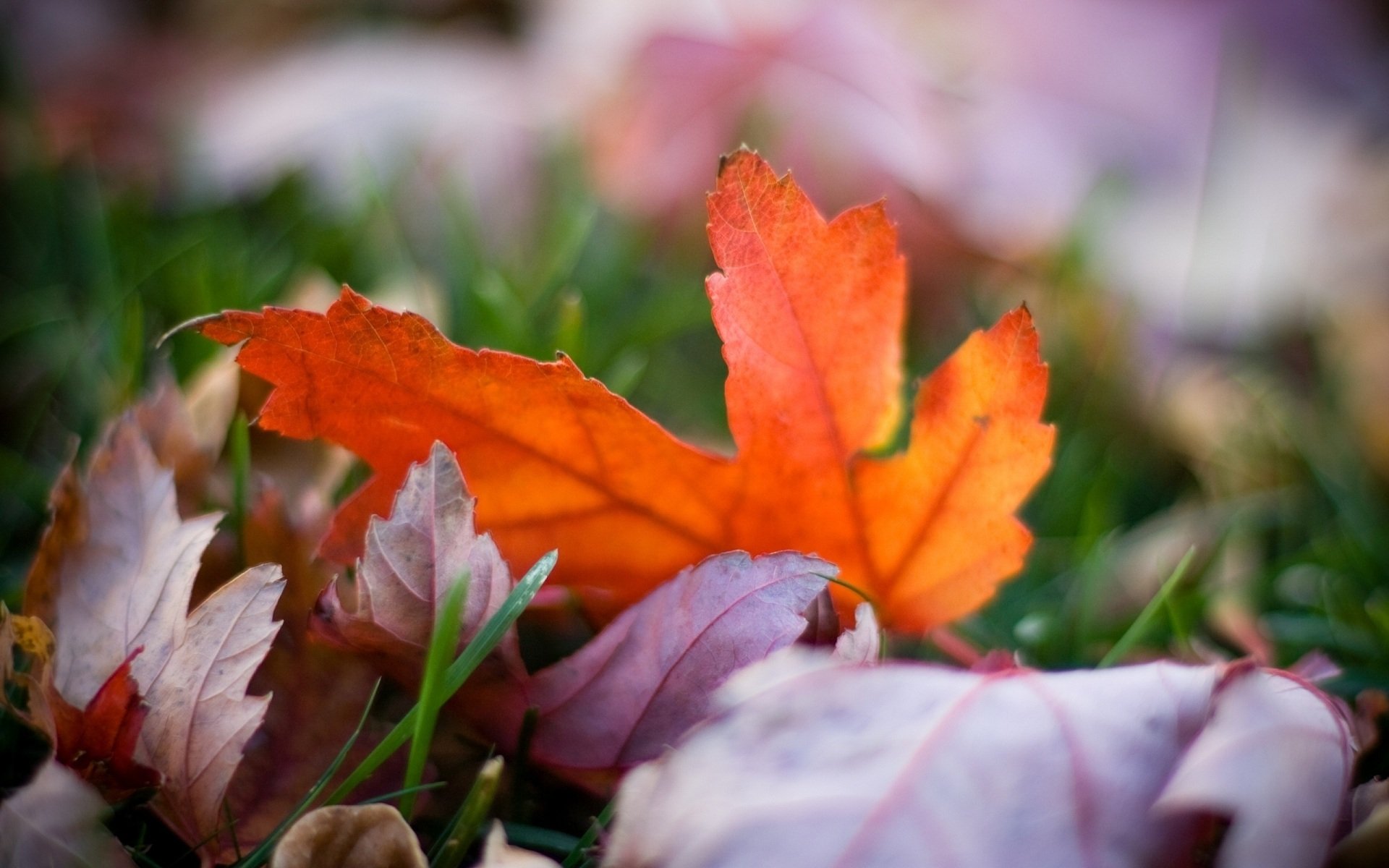 macro fondo de pantalla otoño fondo foto desenfoque brillante colores hojas hierba naturaleza bokeh