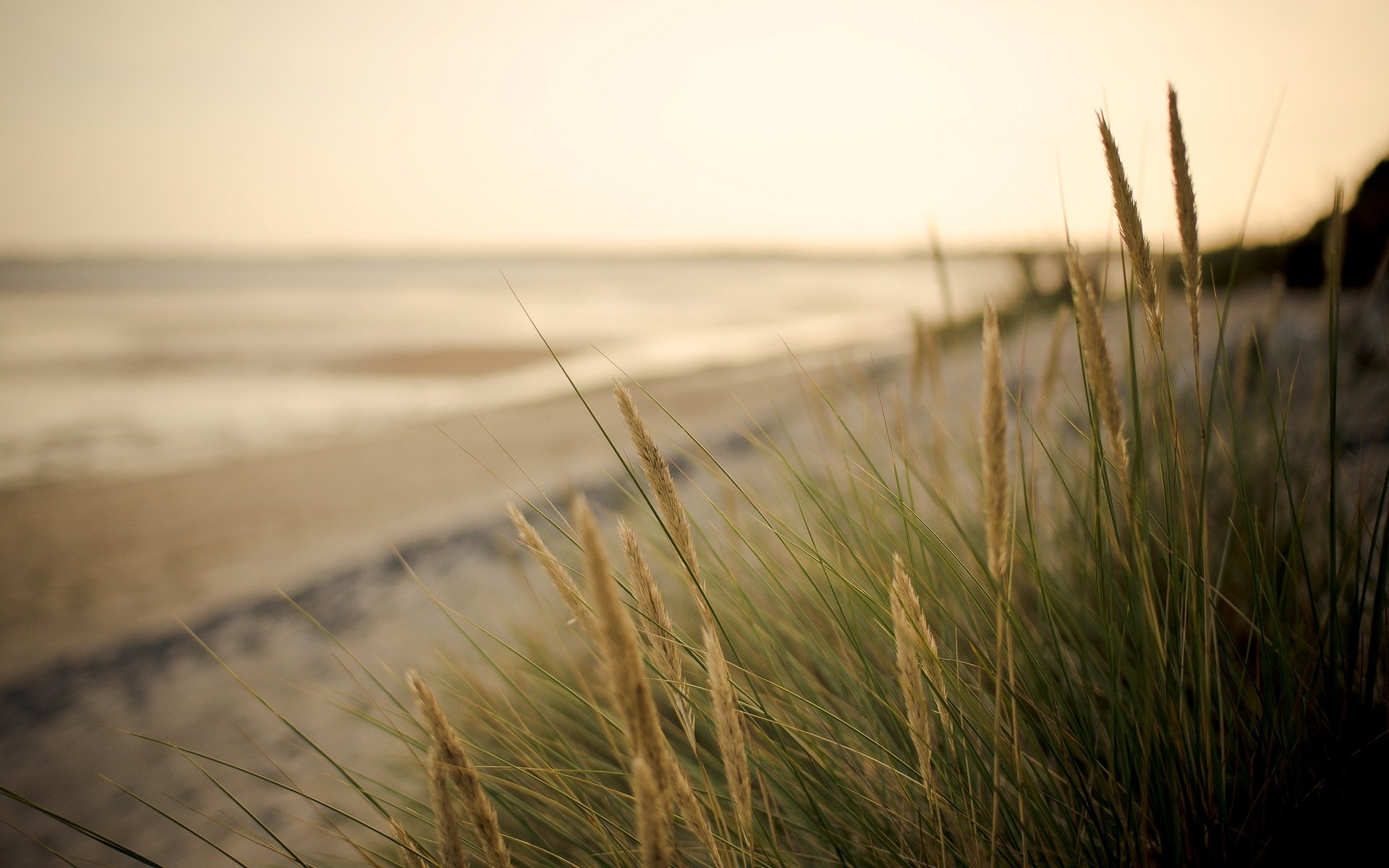 makro pflanze. vegetation ohren grün meer sand strand unschärfe hintergrund tapete widescreen vollbild widescreen widescreen