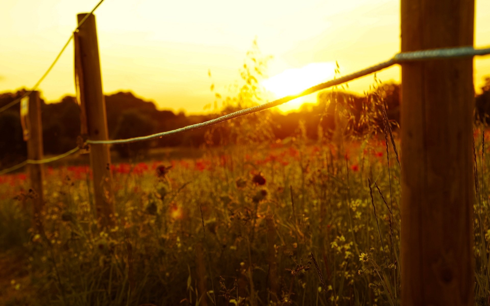 close up fence fencing rope sun flower flowers background wallpaper widescreen full screen hd wallpapers fullscreen