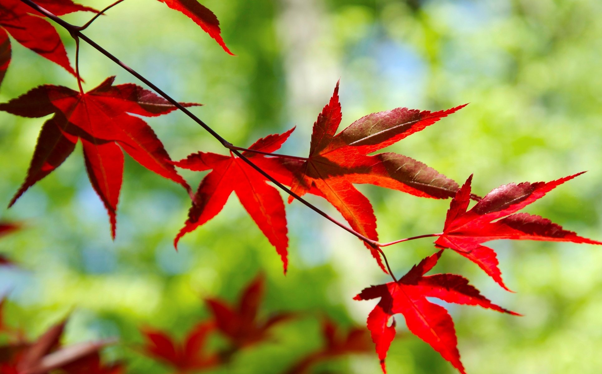 macro leaf leaves leaflet red shape branch tree leave red blur blur bokeh background wallpaper widescreen fullscreen widescreen widescreen