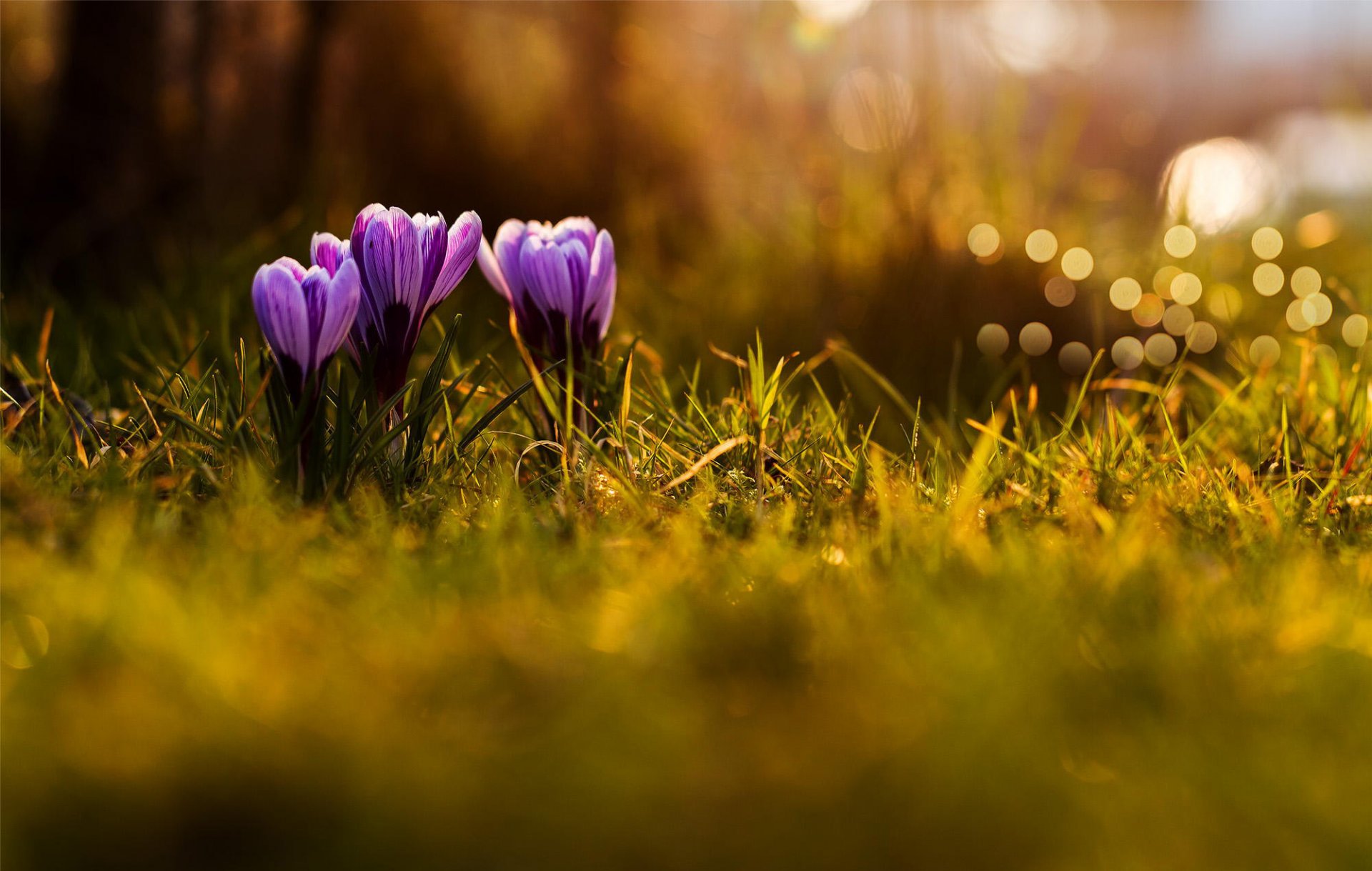 crocus fleurs lilas violet printemps herbe nature bokeh gros plan