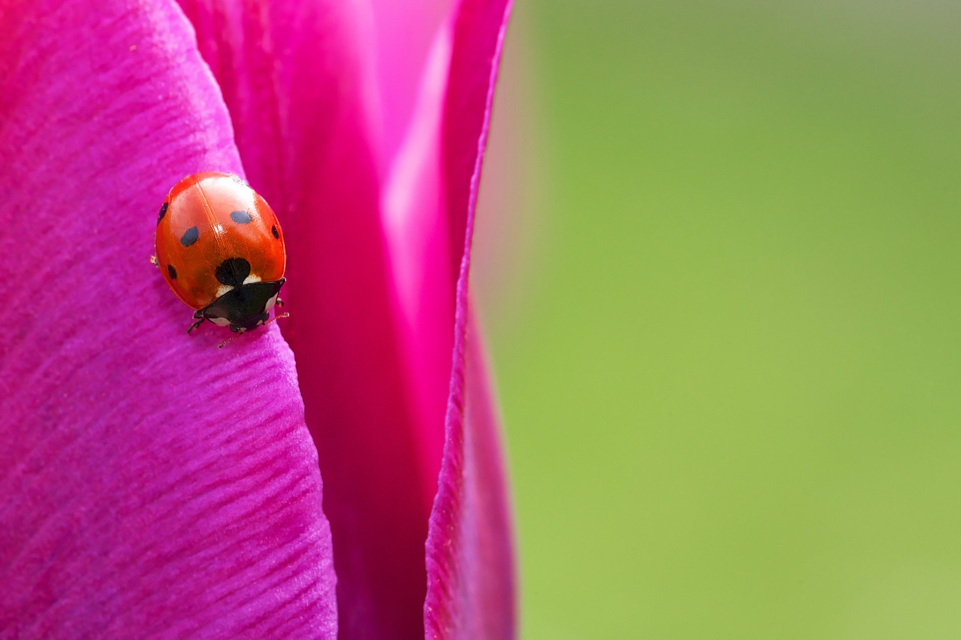 coccinelle gros plan tulipe lumineux insecte