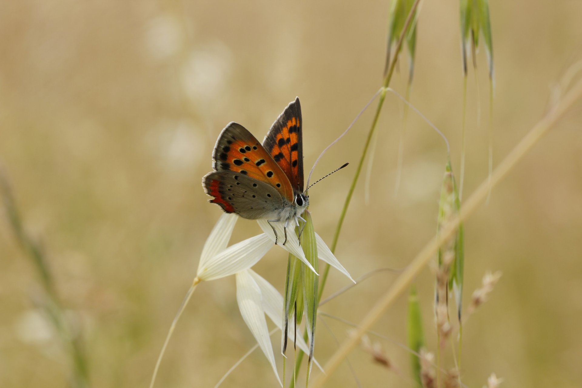 gras grashalme ährchen schmetterling unschärfe