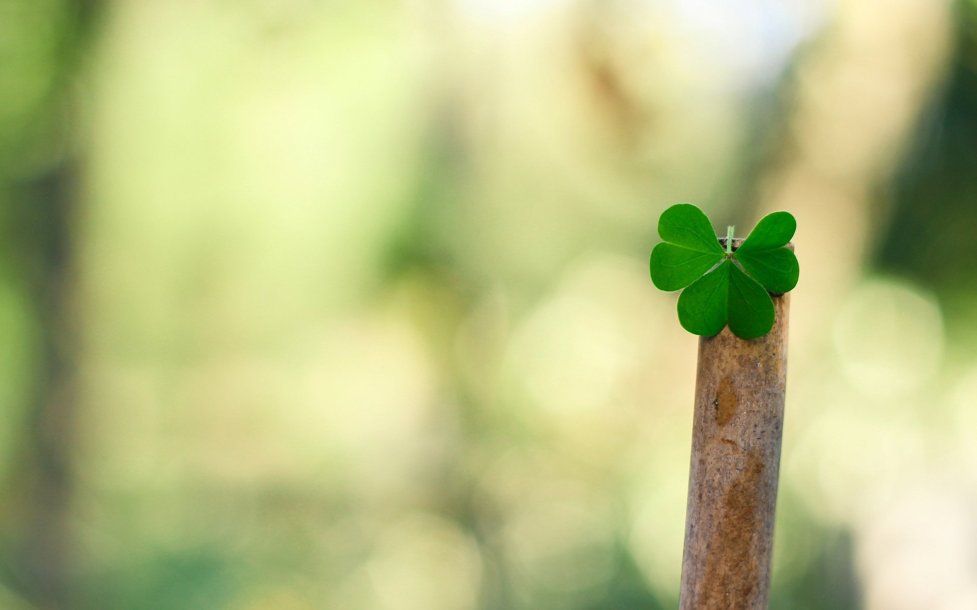 macro plant leaf leaflet leaves green blur bokeh background leave macro wallpaper widescreen fullscreen widescreen