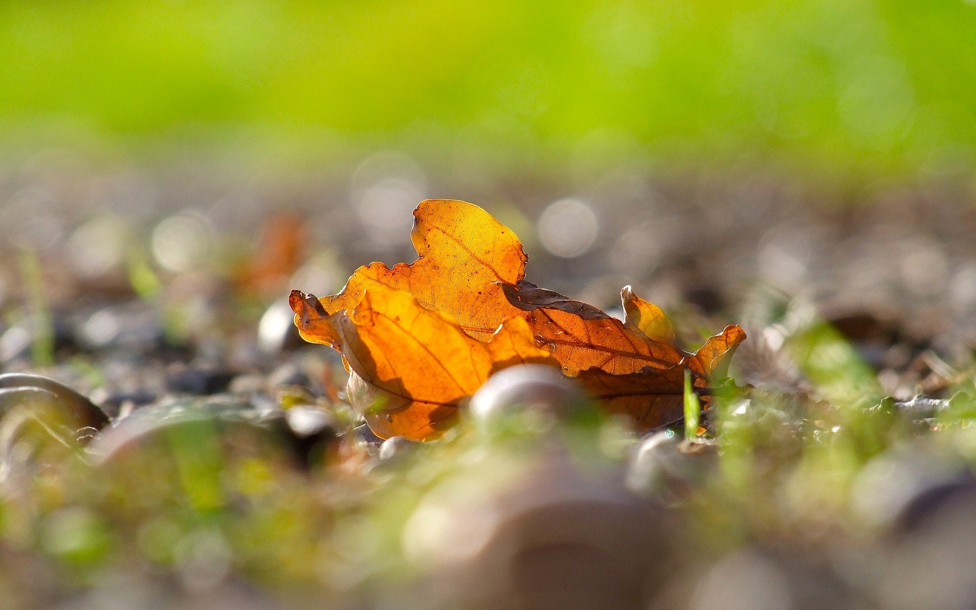 macro feuille feuilles folioles jaune flou bokeh automne macro laisser fond papier peint écran large plein écran écran large écran large