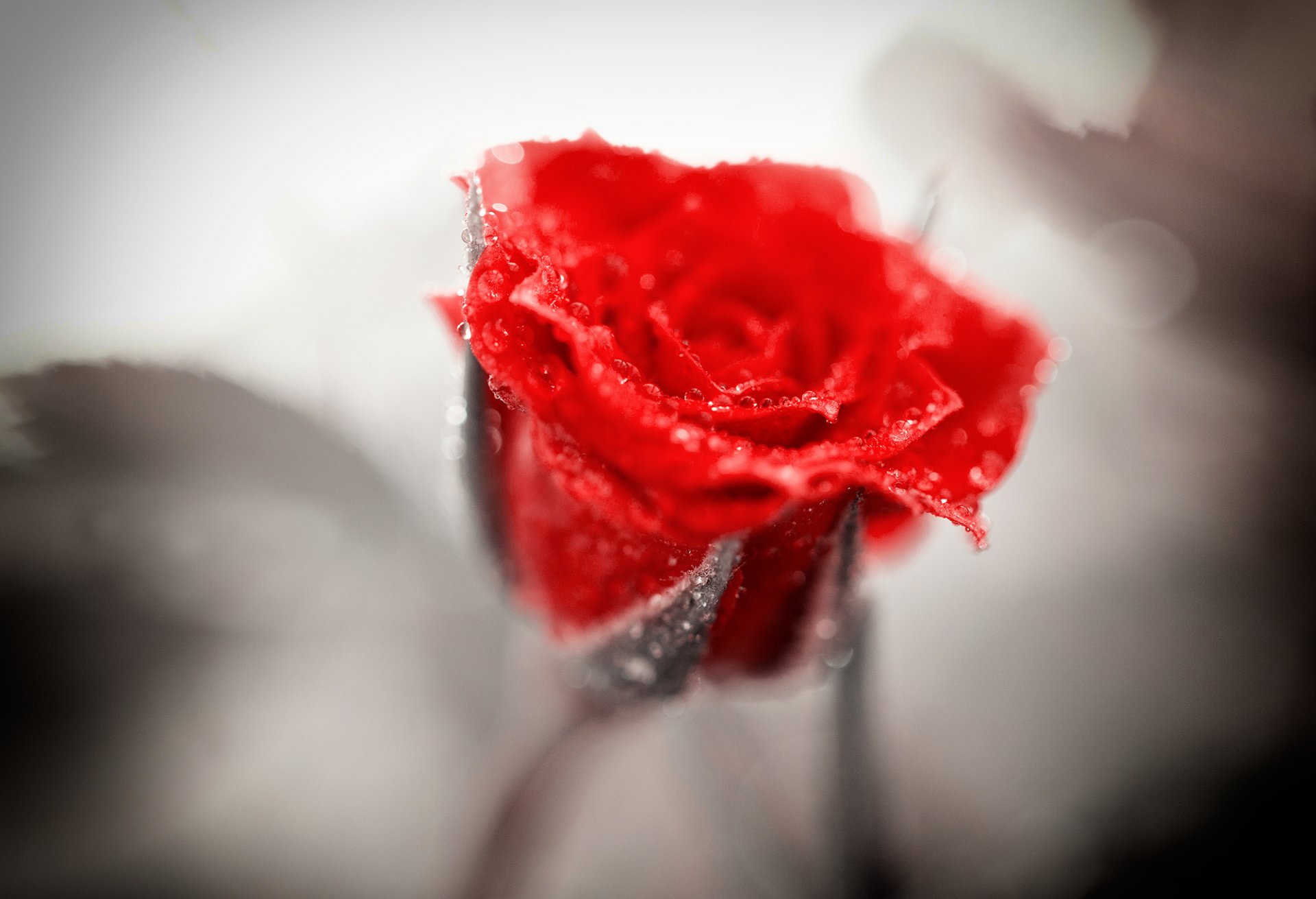 róża czerwona krople