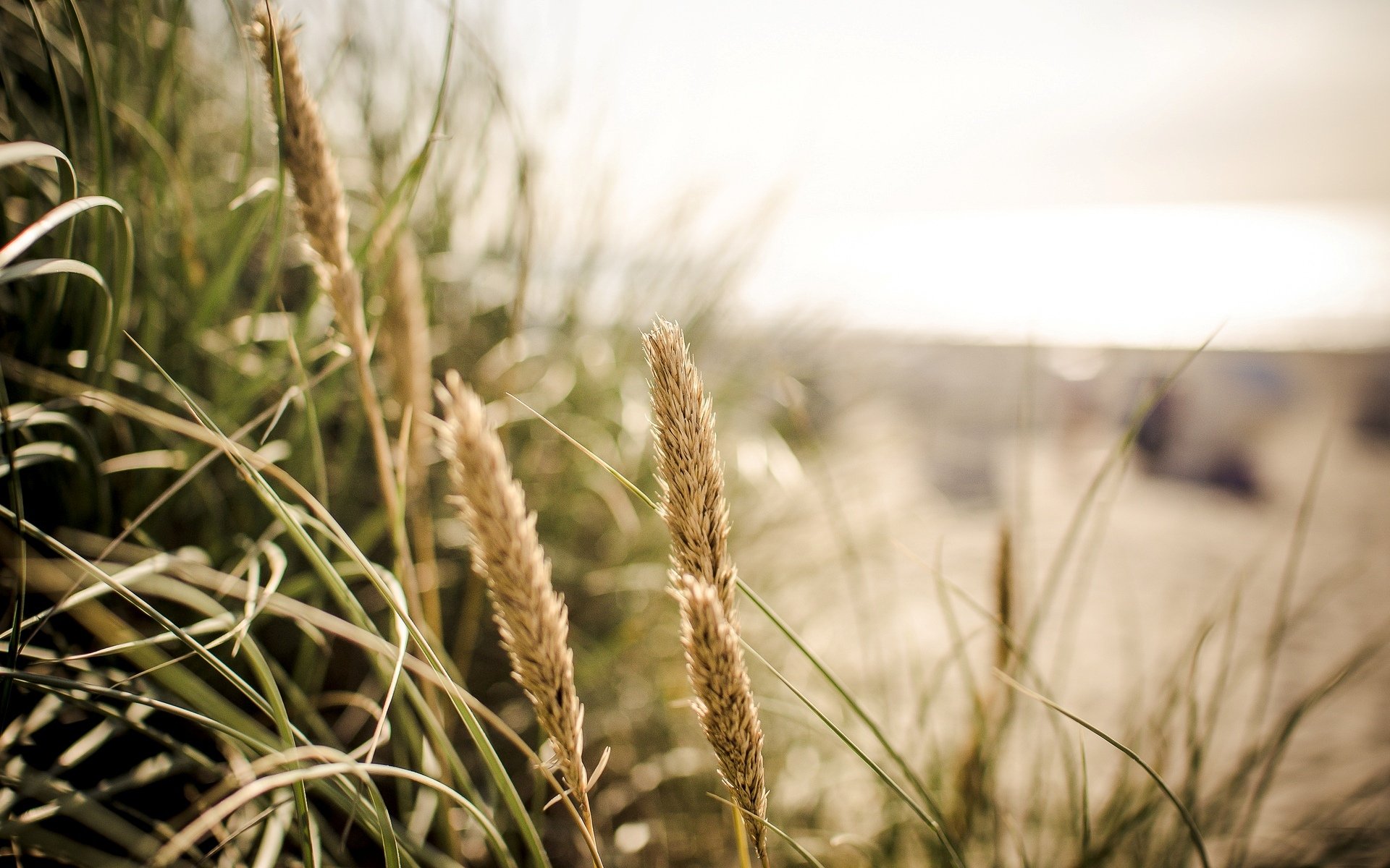 close up plant ears spike vegetation blur background wallpaper widescreen full screen hd wallpapers fullscreen