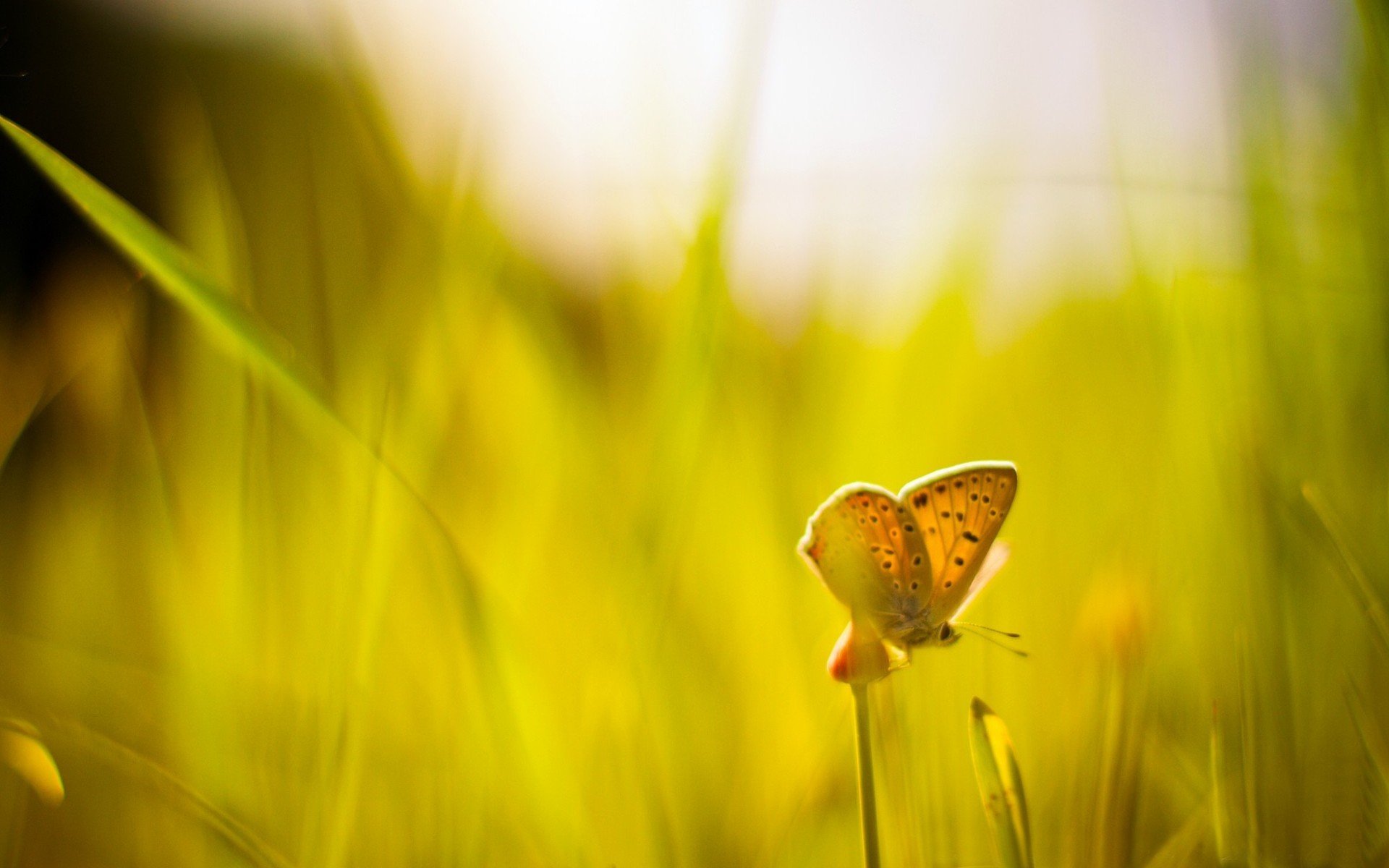 makro zieleń trawa motyl rozmycie słoneczny dzień słońce tło makro tapeta panoramiczny pełny ekran panoramiczny panoramiczny