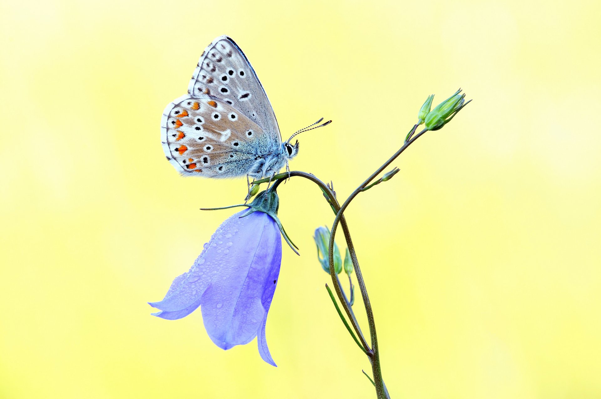 kwiat dzwon niebieski motyl żółte tło