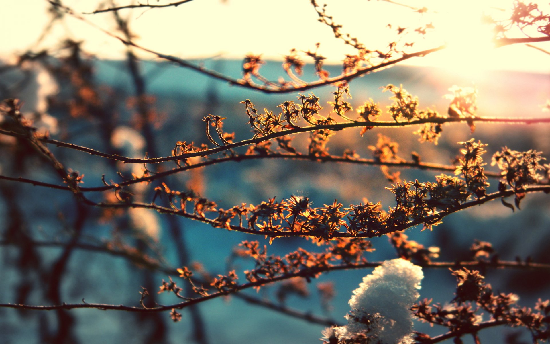 branches background close up leaves snow spring sun