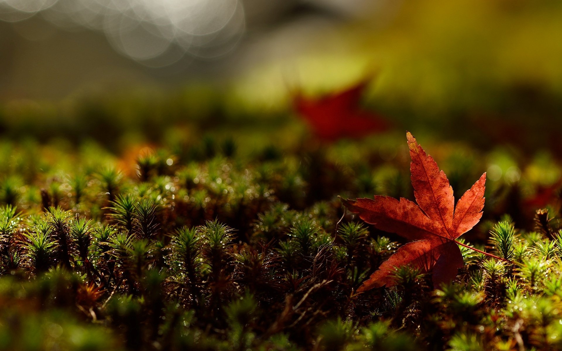 macro foglia foglia foglie rosso verde erba sfondo carta da parati widescreen schermo intero widescreen