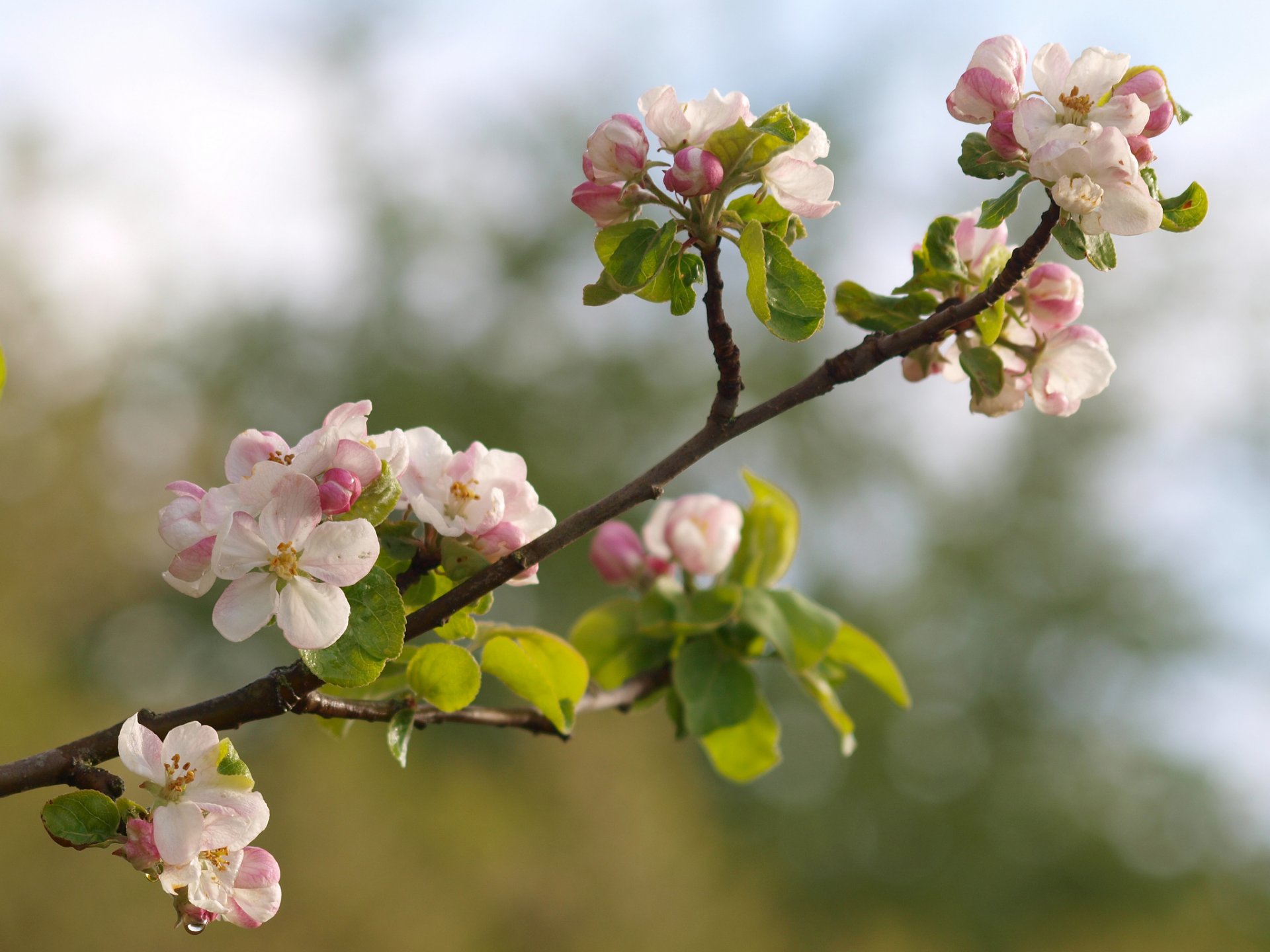 apple branch close up bloom flower buds spring nature