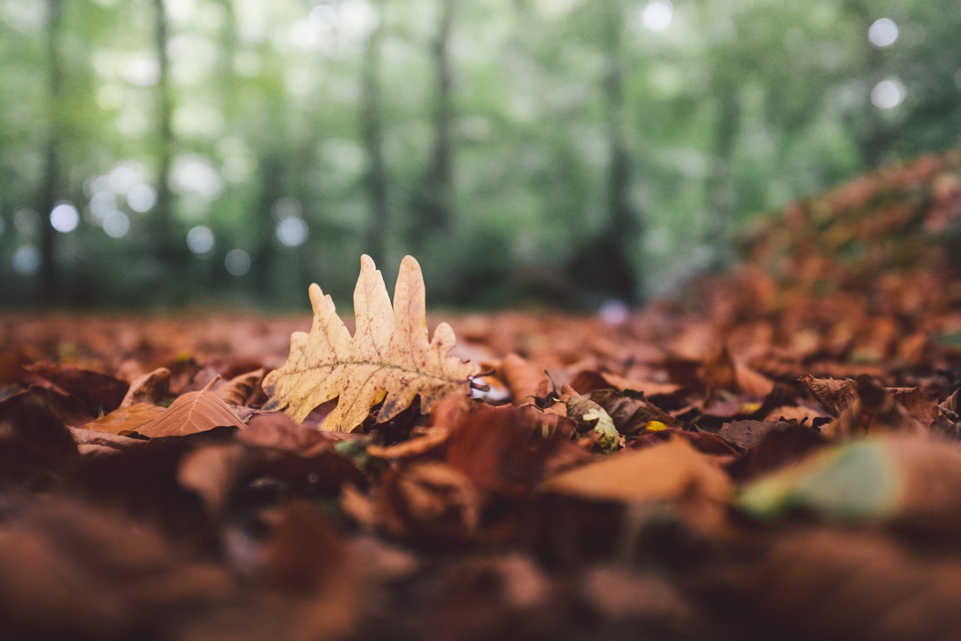 foresta foglie cadute autunno foglia quercia bokeh