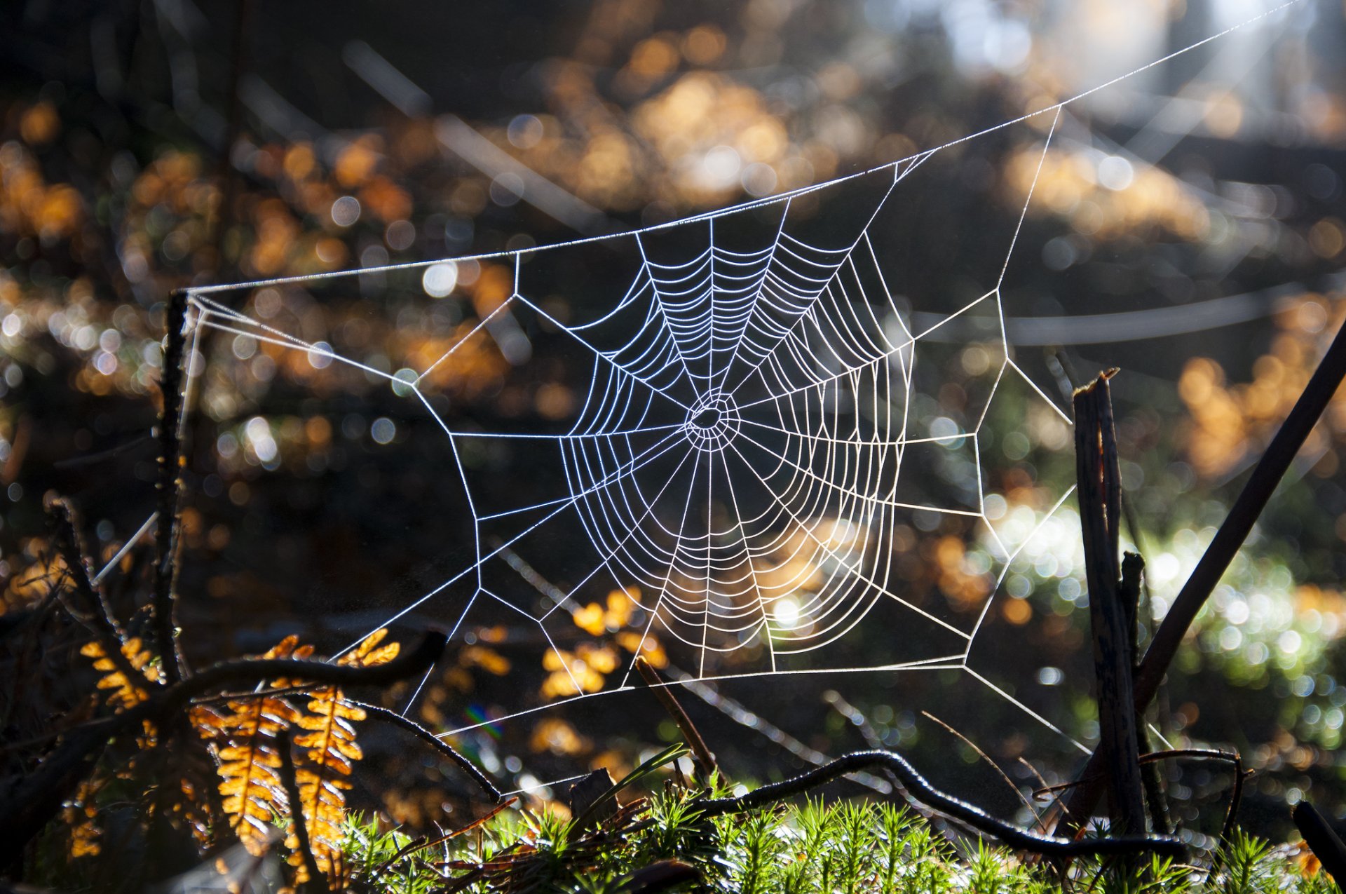 close up nature forest web bokeh light grass branche