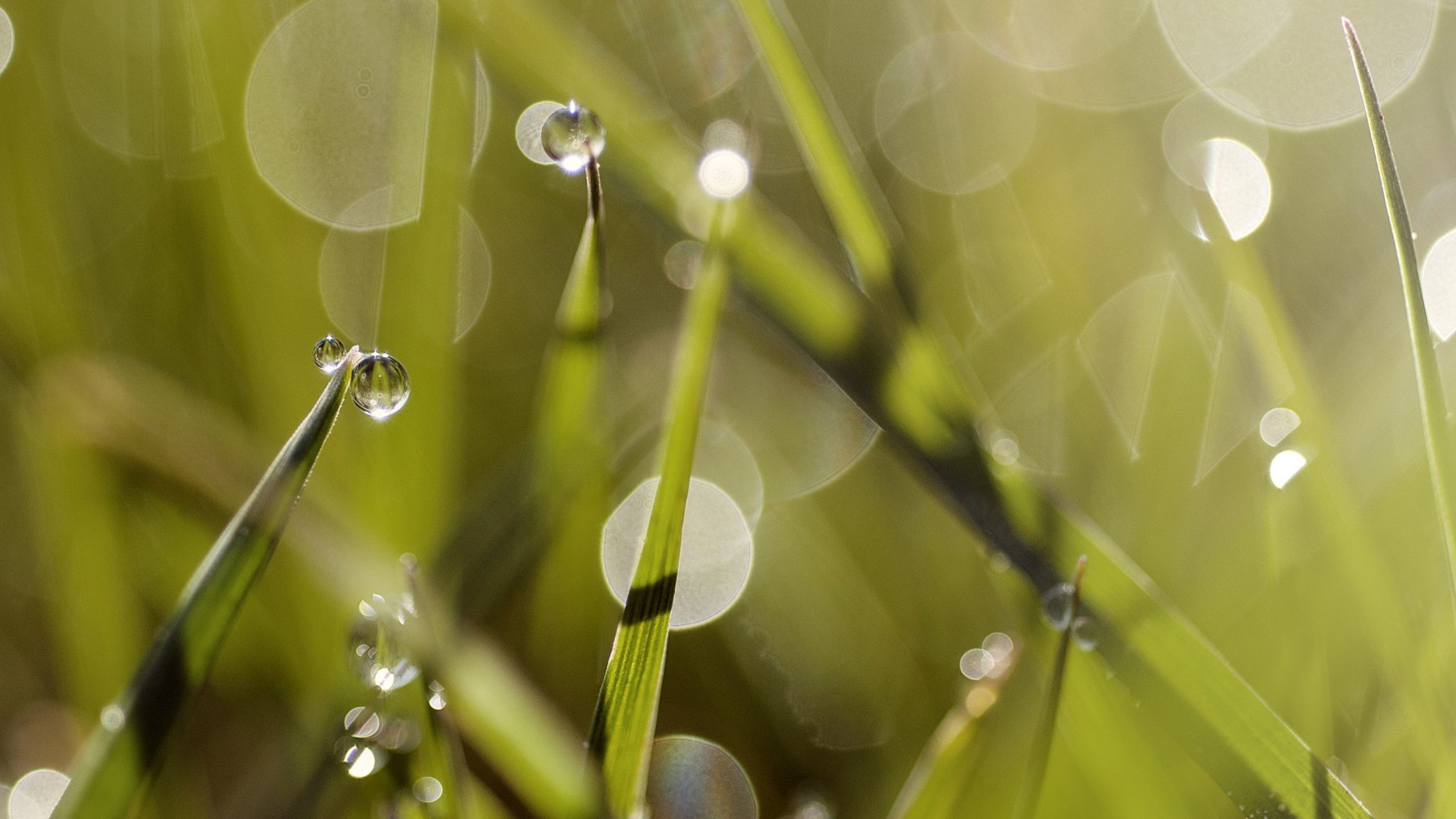 herbe été rosée été