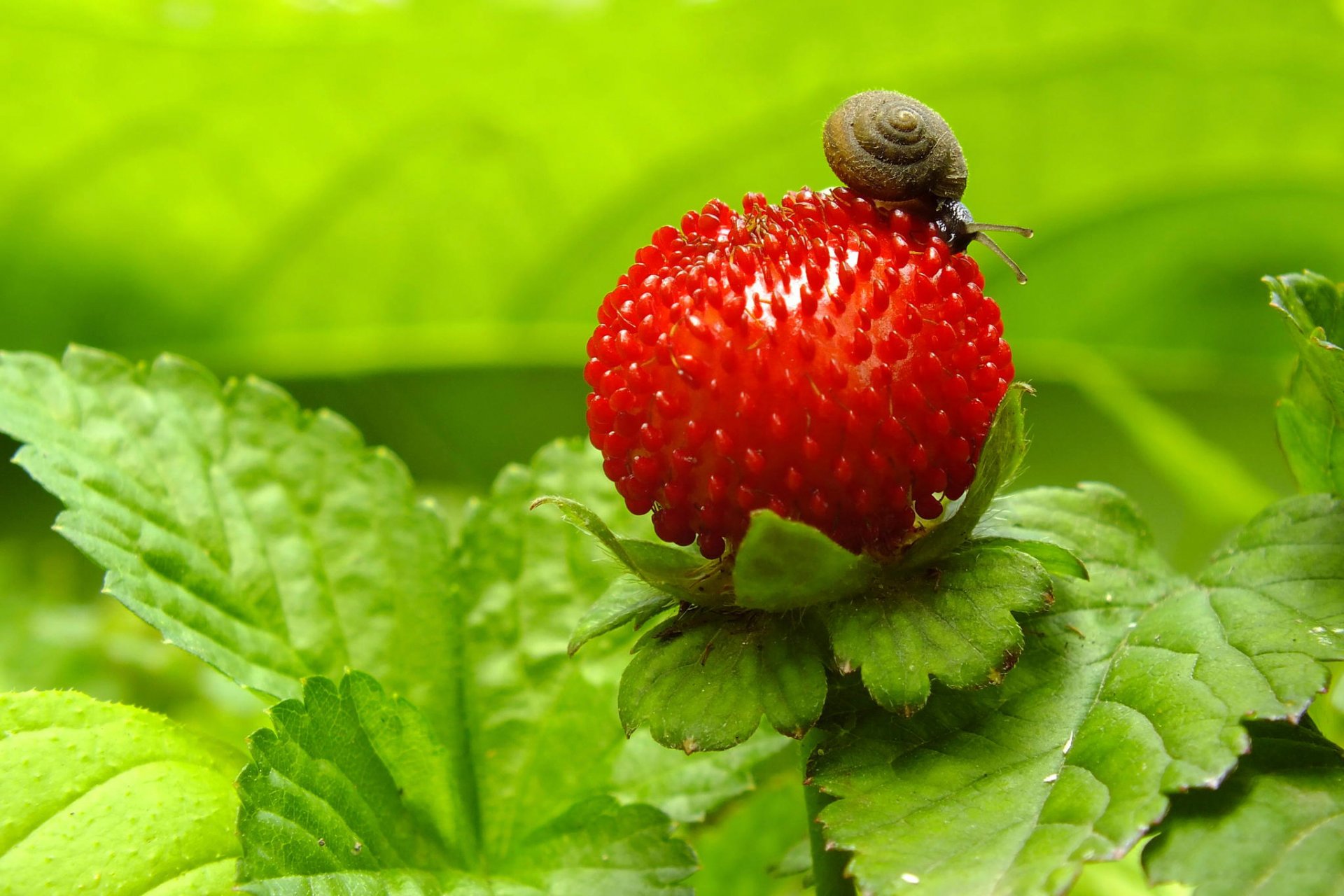 berry passion snail