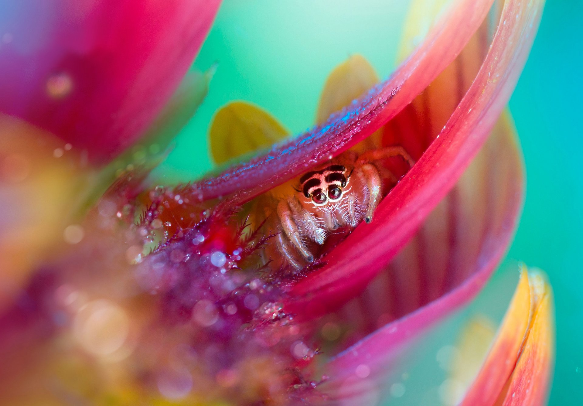 blume blütenblätter tropfen tau spinne