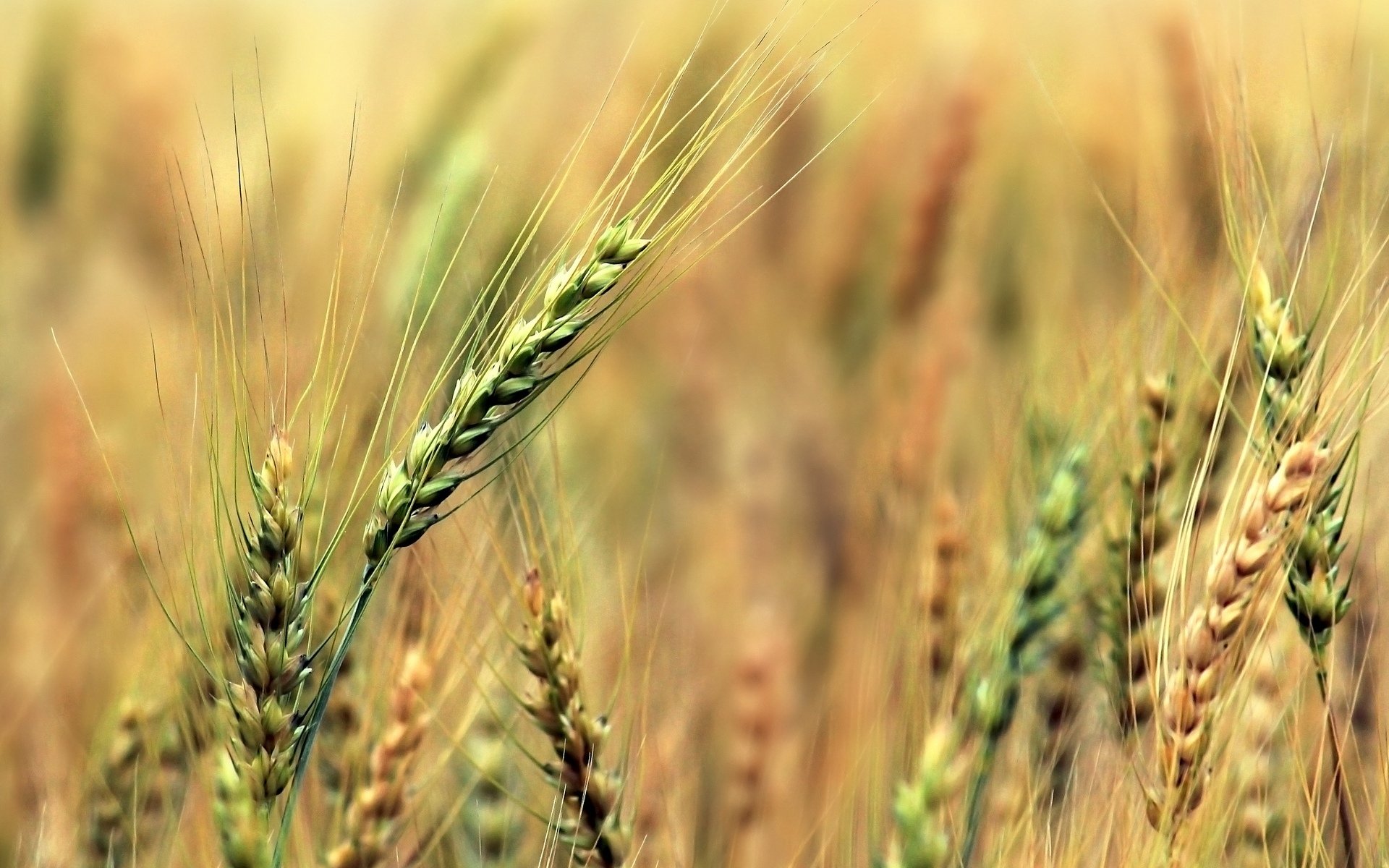 close up wheat rye ears spikes green blur background wallpaper widescreen full screen hd wallpapers fullscreen