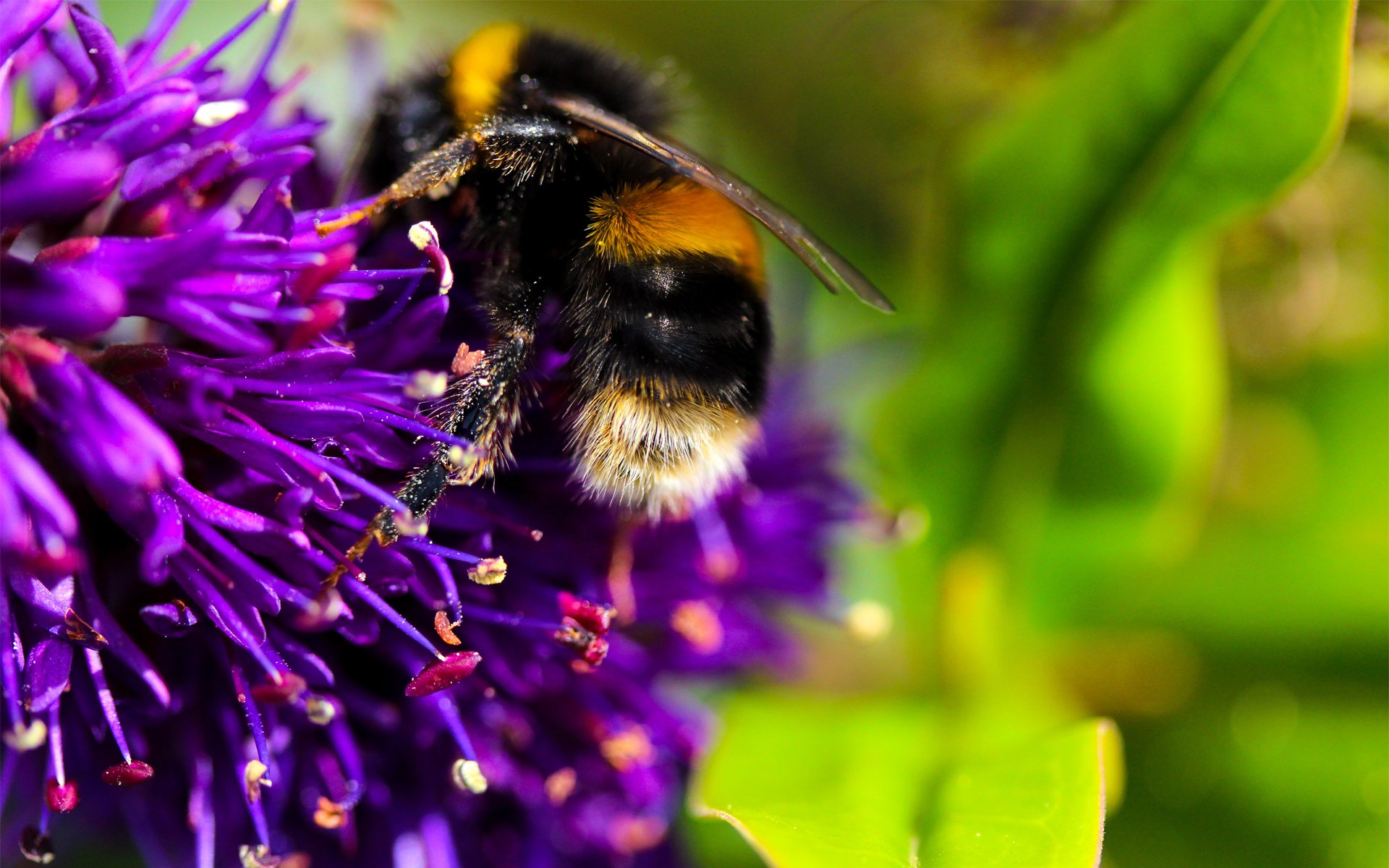 abeja flor macro insecto néctar