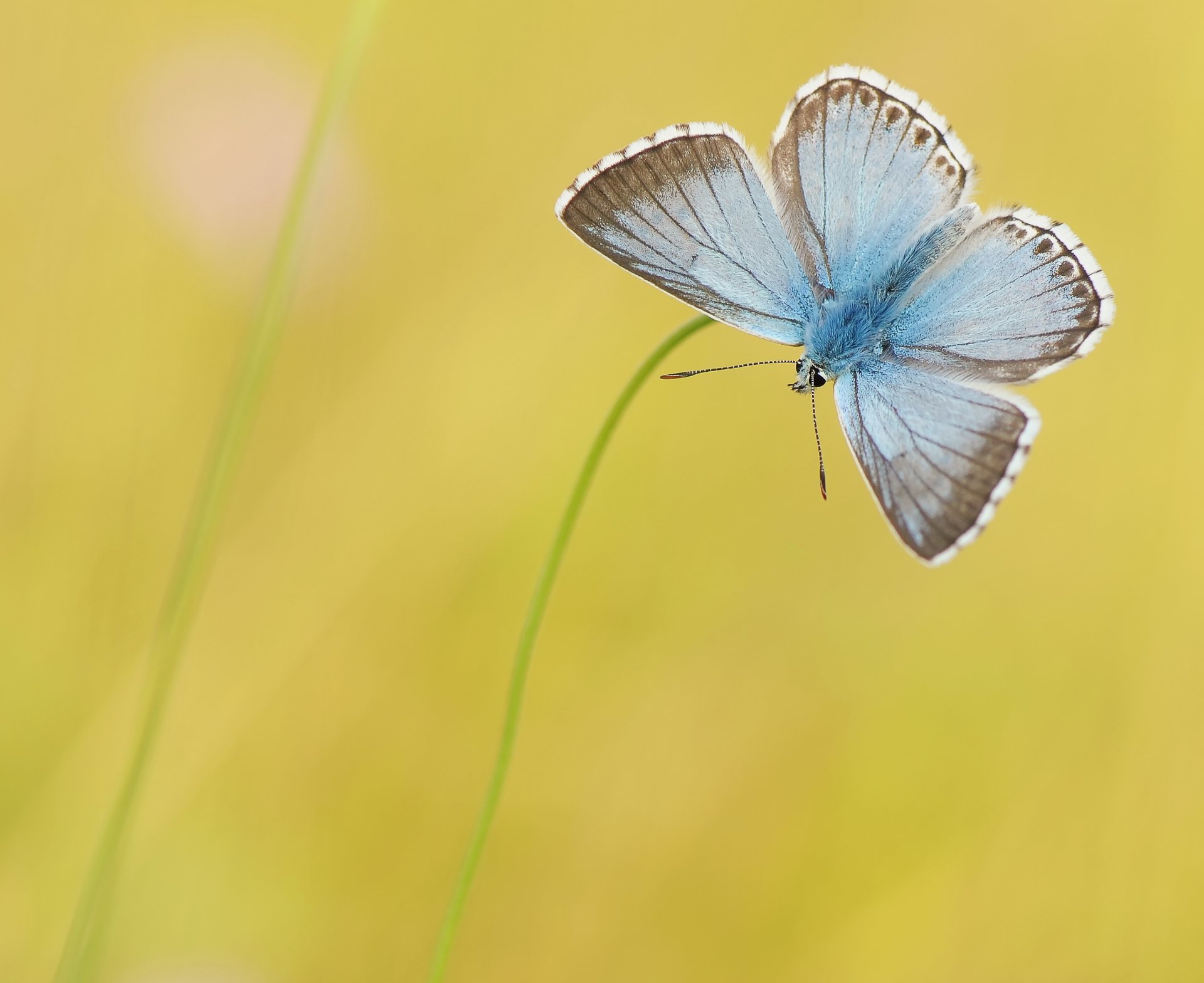 hojas de hierba mariposa azul fondo amarillo