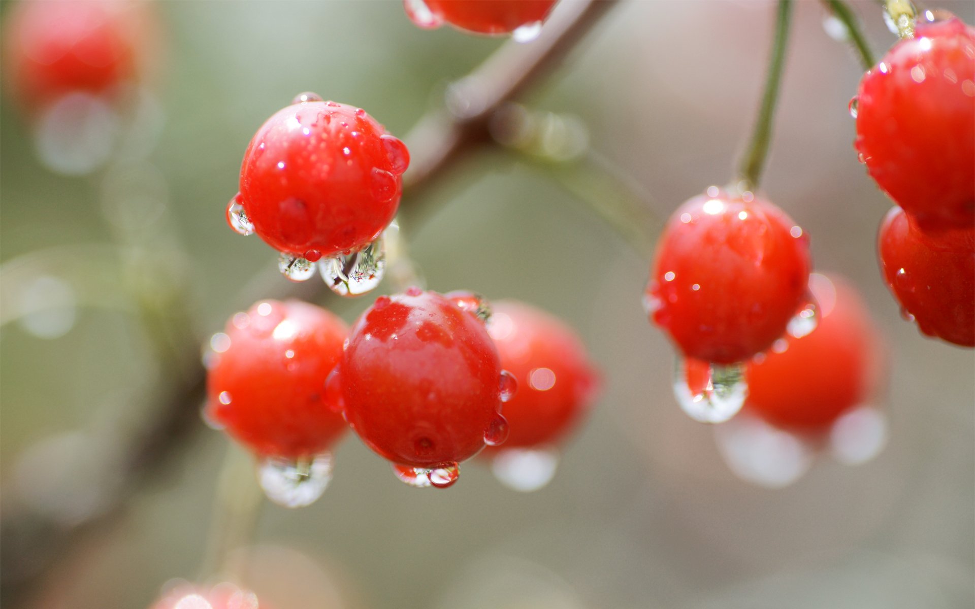 cereza baya gotas rojo macro