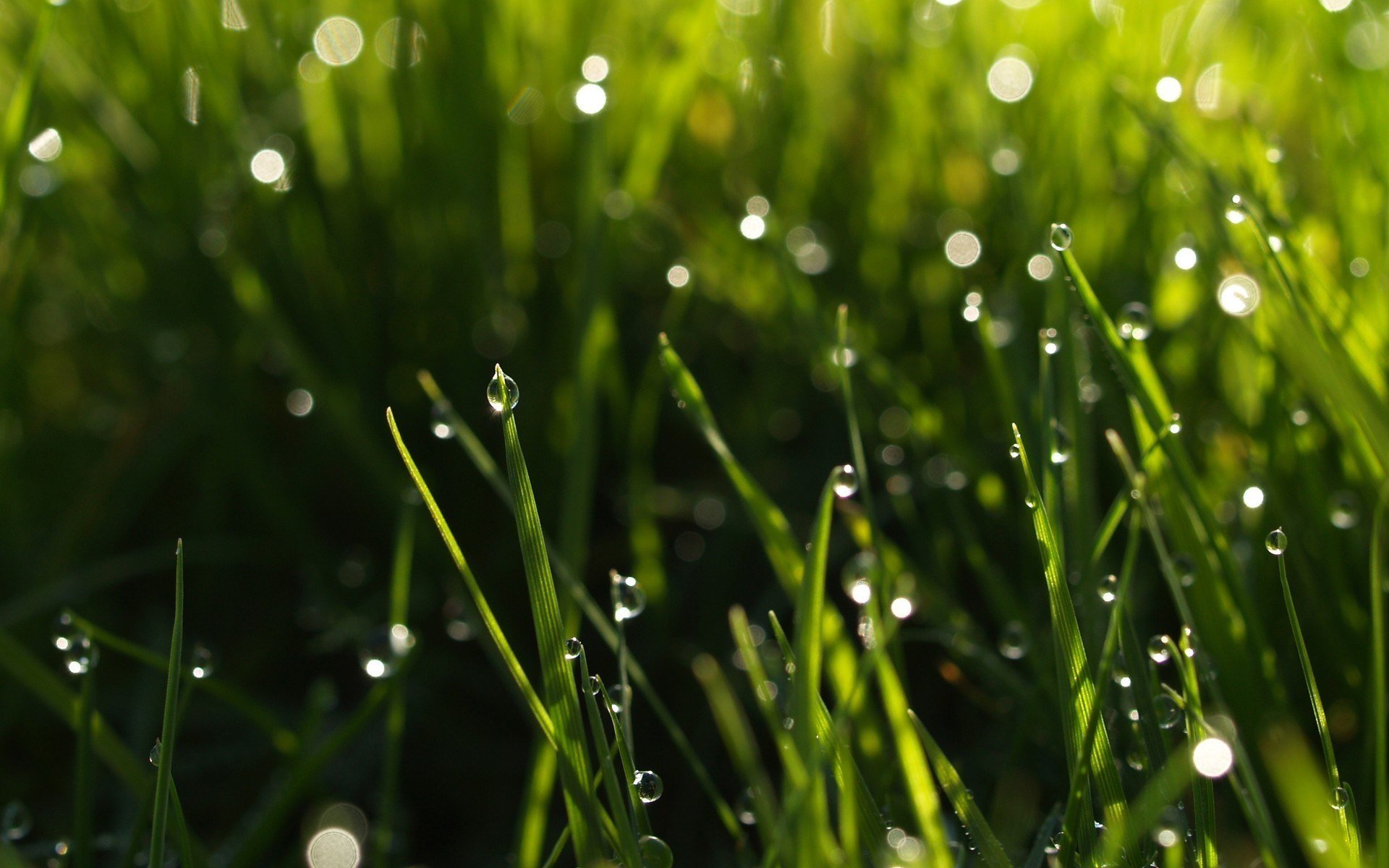 macro grass greenery nature dew water drop drops green macro background wallpaper widescreen fullscreen widescreen widescreen