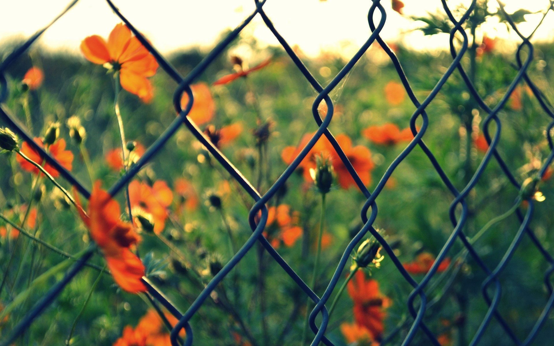 makro gitter zaun blumen blumen rot grün unschärfe hintergrund tapete widescreen vollbild widescreen widescreen