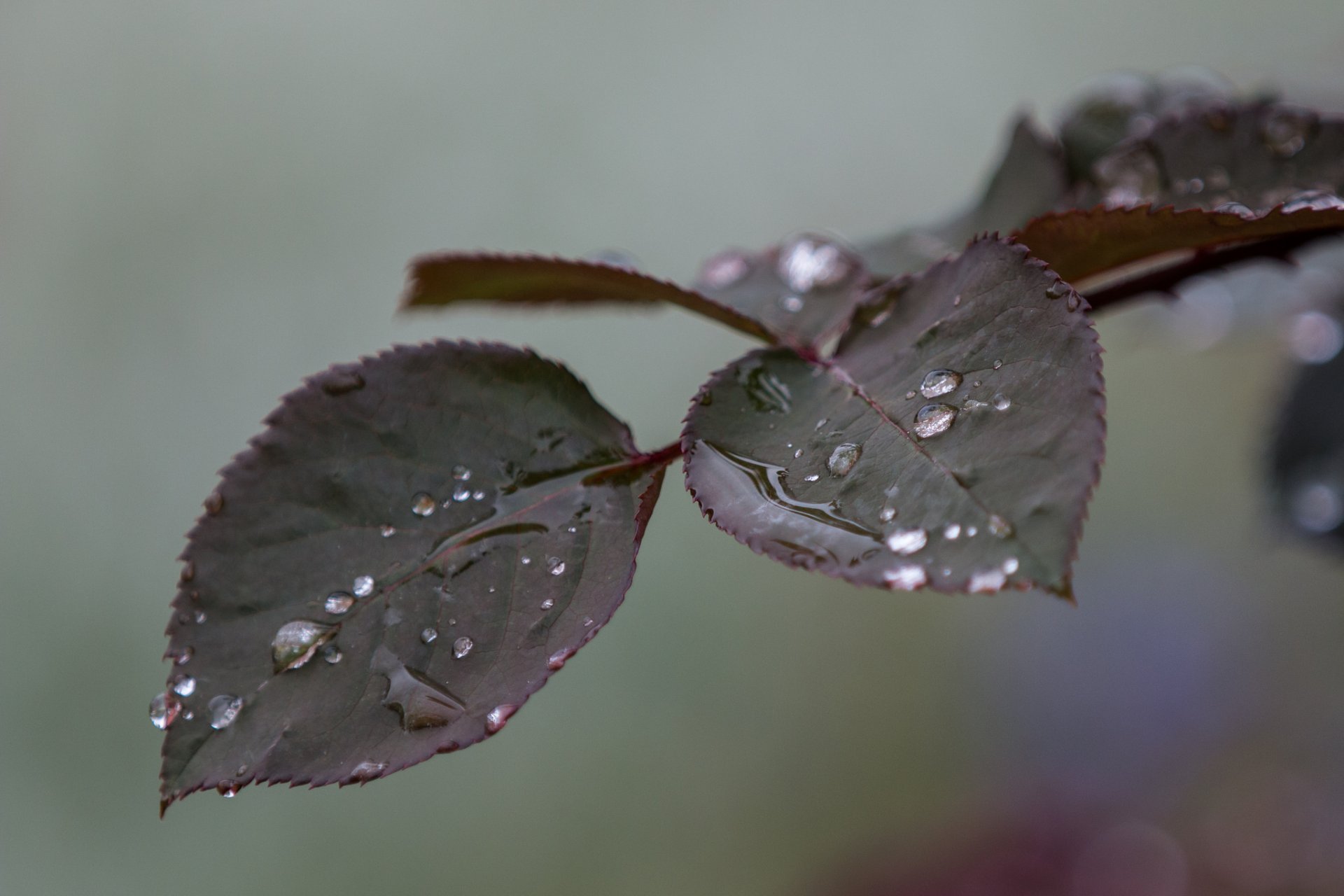 ramo foglie macro gocce acqua