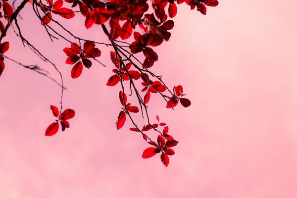 A tree branch on a pink background