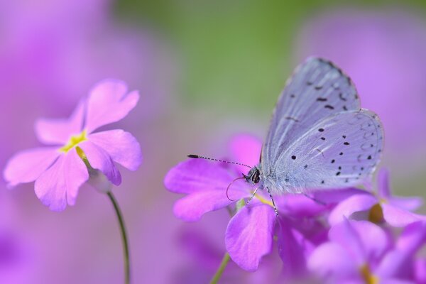 Beau papillon sur les fleurs roses