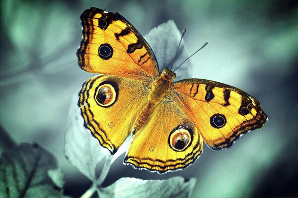 A swallowtail butterfly sits on a leaf