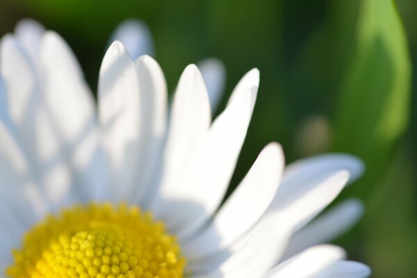 Large white chamomile flower of summer