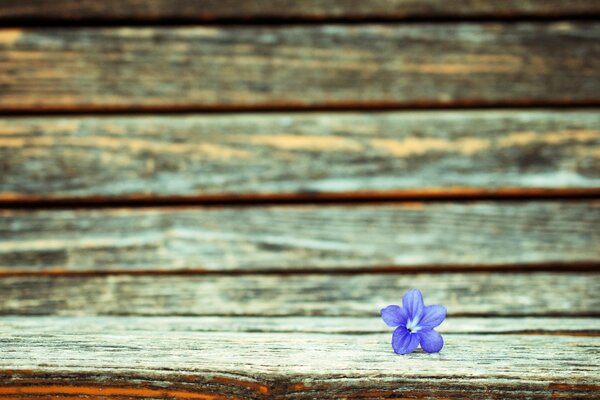 Purple little flower widescreen, fullscreen background out