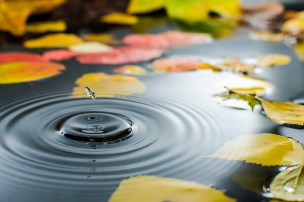 Water stains with autumn leaves