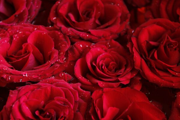 Rose rouge avec des gouttes d eau sur les pétales