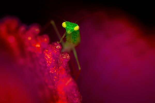 Insecto verde en una flor roja